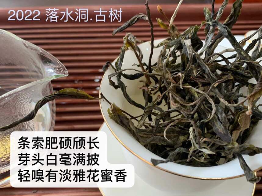 落水洞古树茶,易武高品质茶的典型代表,2022年的品质和价格怎样呢