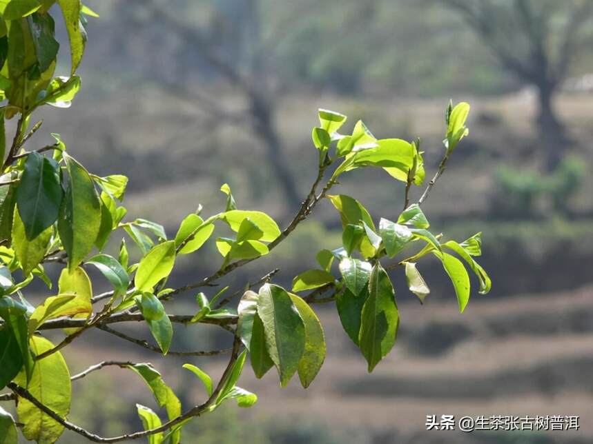 刮风寨每个寨子的普洱茶，你都了解吗？哪个寨子的普洱茶好喝？