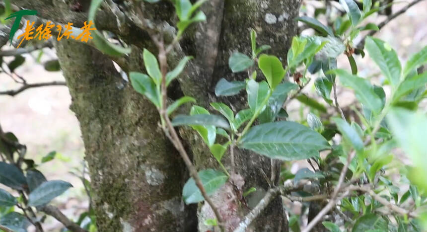 《老徐谈茶》特别节目：机缘巧合邦东之星问世！紫芽单株滋味如何