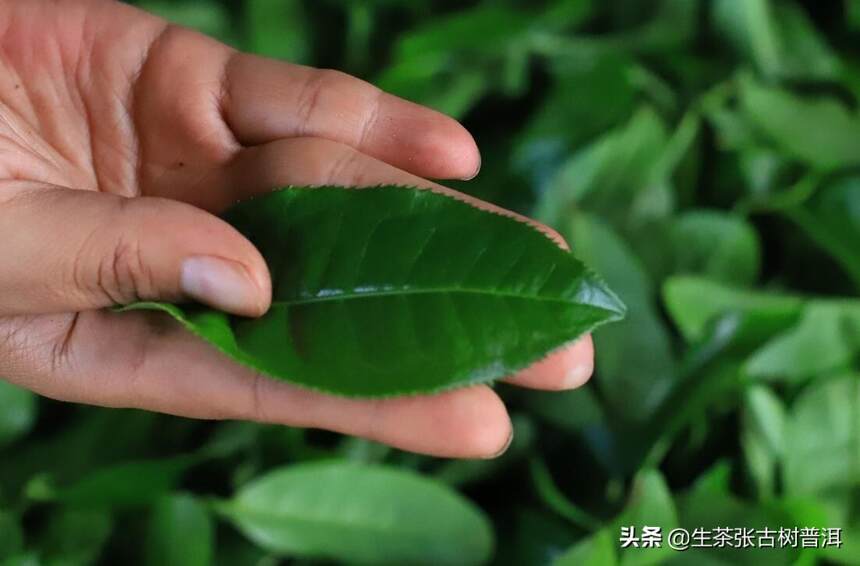 布朗山普洱茶的特点，为何如此独特？你是否喝过，口感好吗？