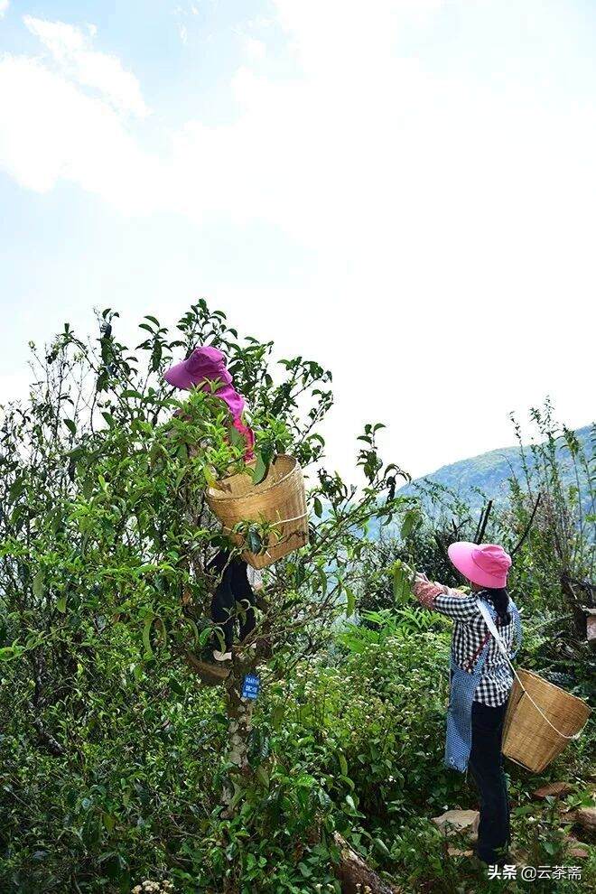 80%的普洱茶问题都能在这篇找到答案！一定要看完的初制工艺