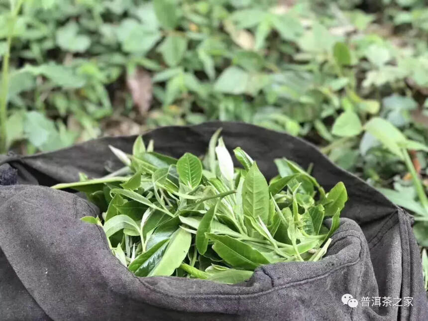 易武白茶园古树茶，让人神魂颠倒的白妖精