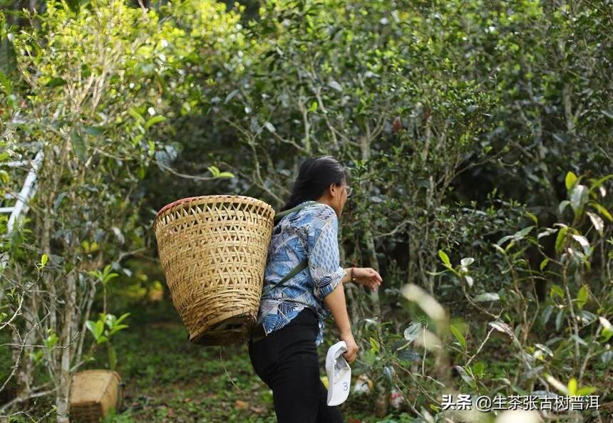 南糯古茶山普洱茶的特点有哪些？口感怎么样