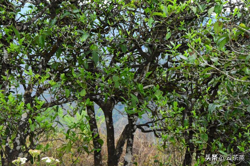 最强干货：勐库山头茶地理、名气划分，你想知道的都在这里