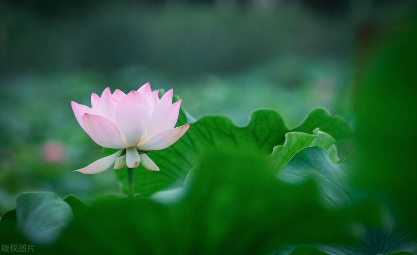 此生若得一人茶，必忘却人间美景无数