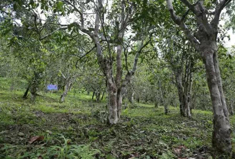 汇总20个名山头普洱茶的基本特性和口感特点，看看你爱喝哪个