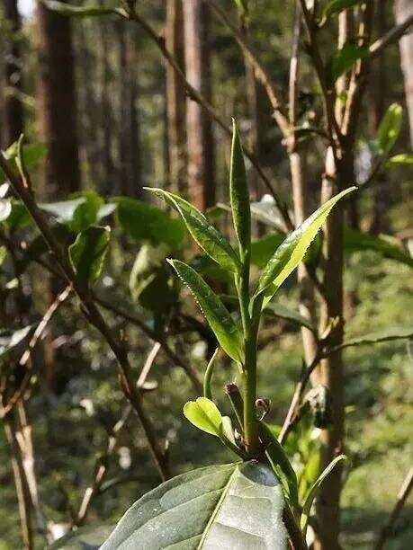 茶品鉴：只识弯弓射大雕