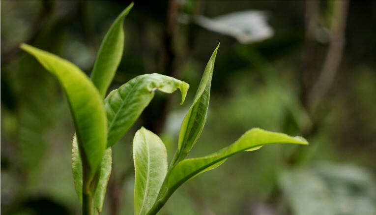 普洱茶里的兰花香是怎么来的？带有兰花香的这6款茶，你喝过吗？