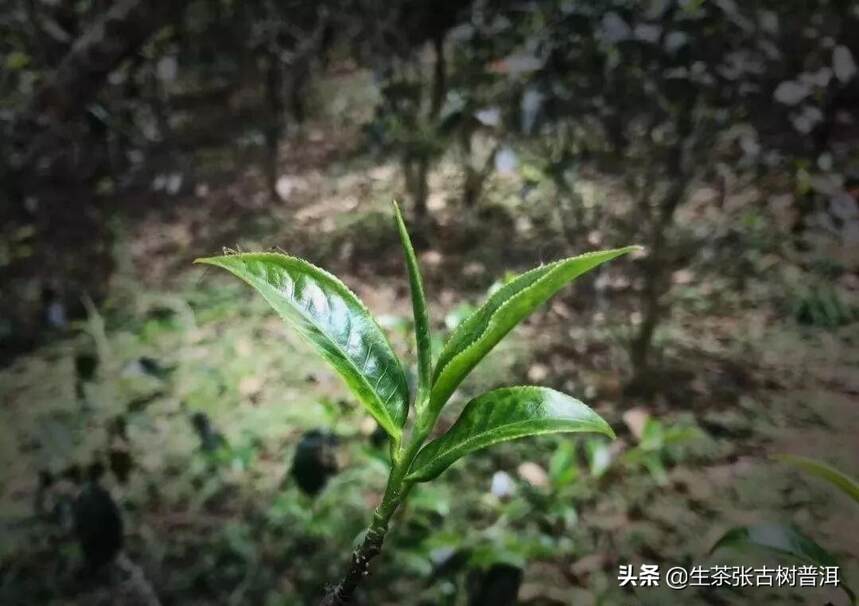 革登属易武茶区吗？革登古树茶分布情况、口感特点如何？好喝吗？