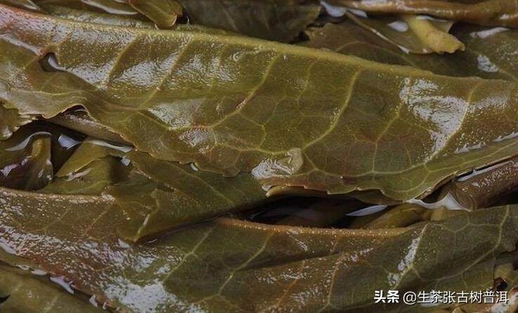 易武麻黑古树茶的特点如何？为何有如此大的魅力？