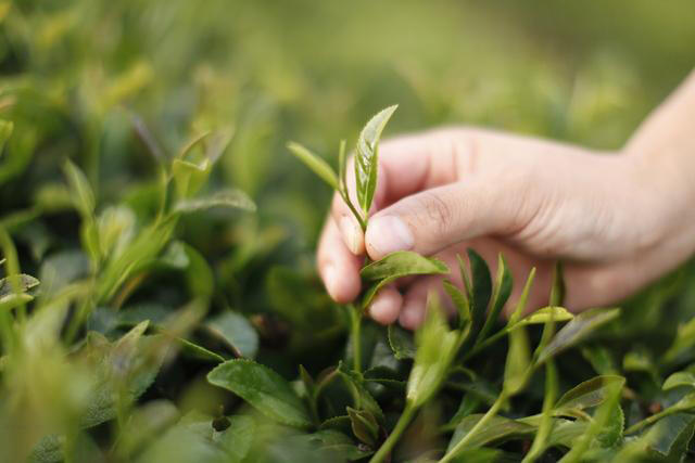 什么等级的普洱茶被叫做宫廷级普洱茶？