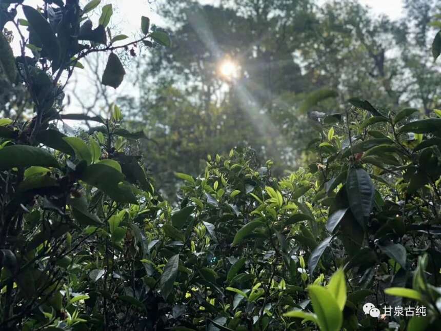 谷雨时节 且品一杯茶