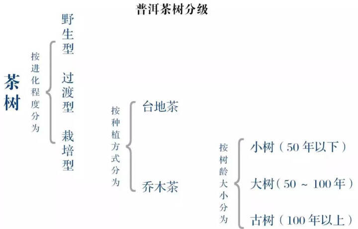 如何正确选购普洱茶？赶紧先搞清楚普洱茶的分级体系，很重要