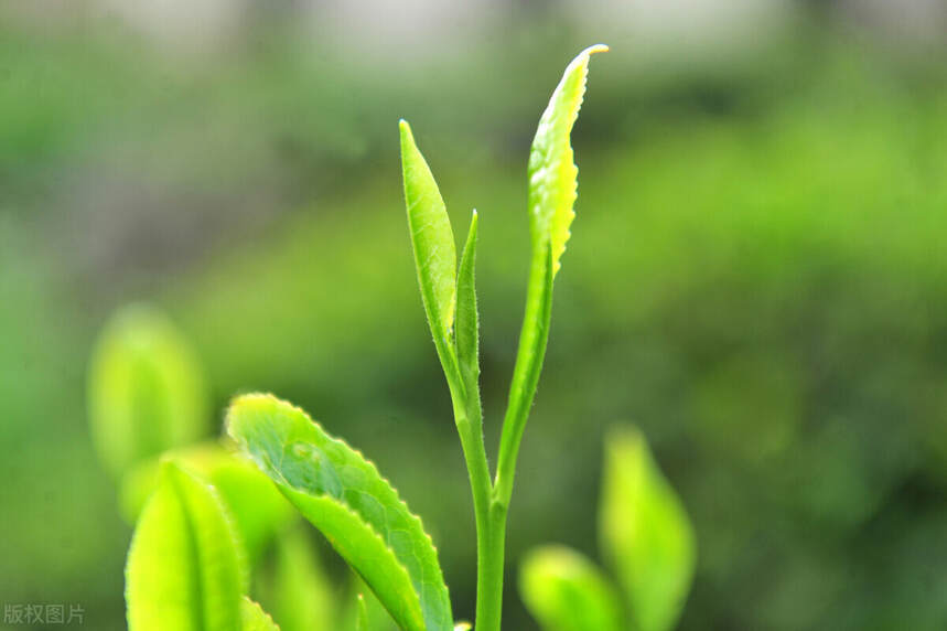 茶牛人的牛人逻辑