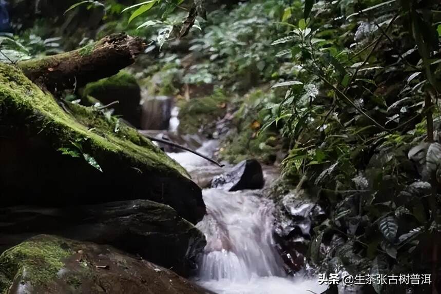 铜箐河属于哪个茶区？普洱茶有何特点？