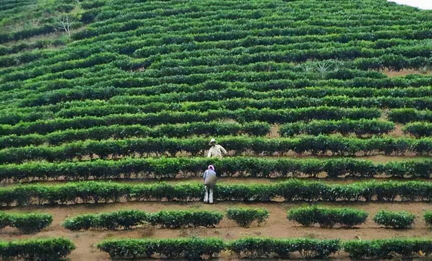 遍地都是古树茶，那台地茶去哪里了