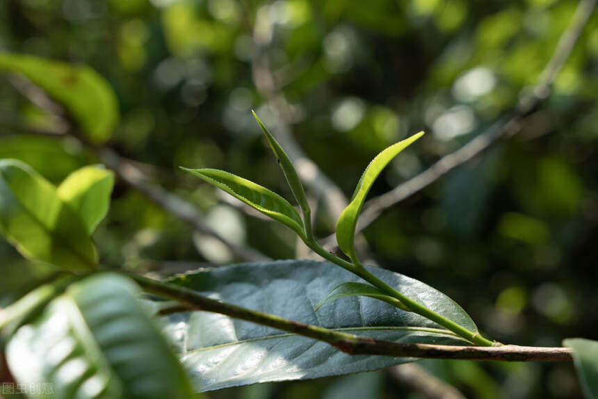 普洱茶高清图片赏析，拿走不谢