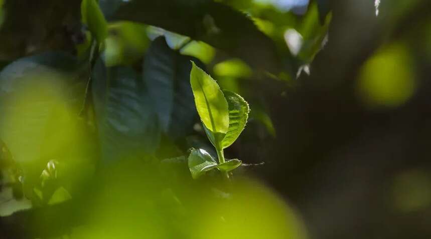 茶行业最大内幕：茶店几乎没有客人，茶老板的店铺为何很难倒闭？