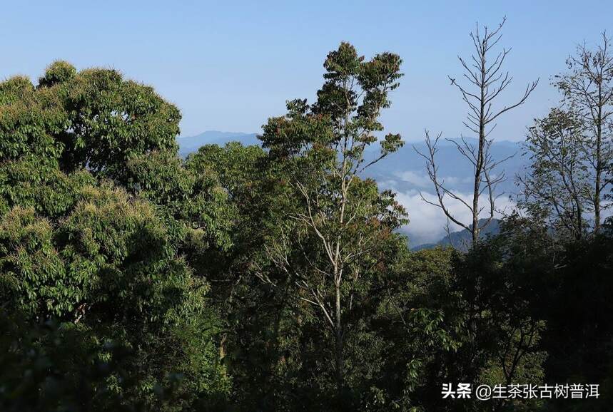 颠覆世界茶叶原产地的发现，邦崴及其普洱茶怎么样？