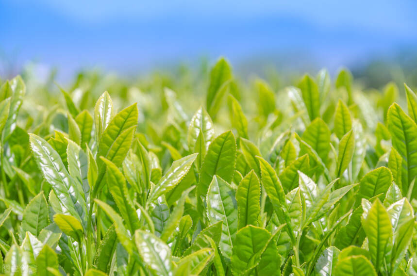 一叶草木藏匿一世玄机，一盏清茶诉尽一生浮沉