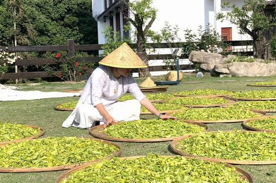 因茶施泡，看茶选水