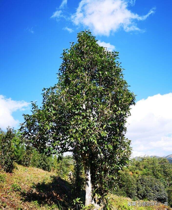 盈江掠影Ⅰ：所思所爱大尖山