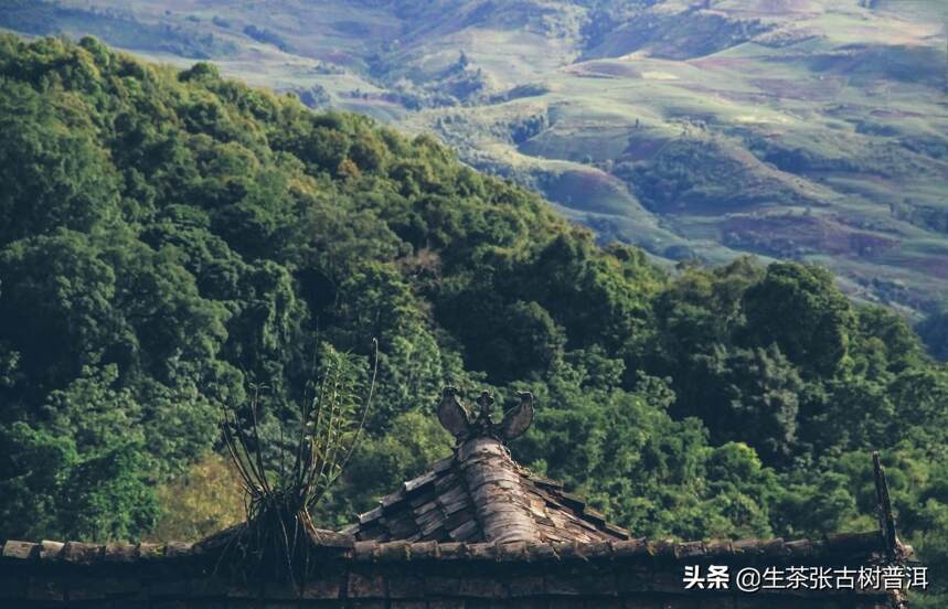 千年古寨章朗，巴达古树茶最多最出名的山头，你喝过章朗茶吗？