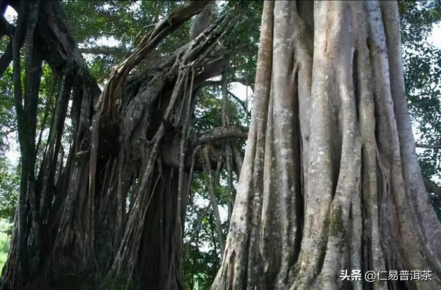 入门茶或者普洱茶为什么要从新茶生茶开始喝？（二）