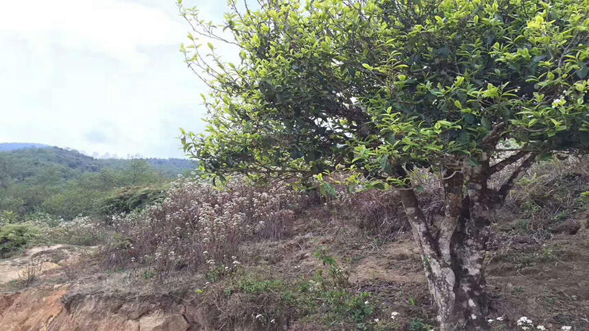 《老徐谈茶》特别节目：老徐带你近距离了解高海拔古茶树—图文