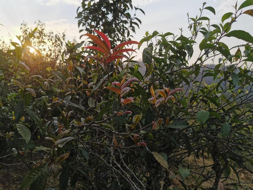 野生紫芽，小众却极其高级的味觉体验