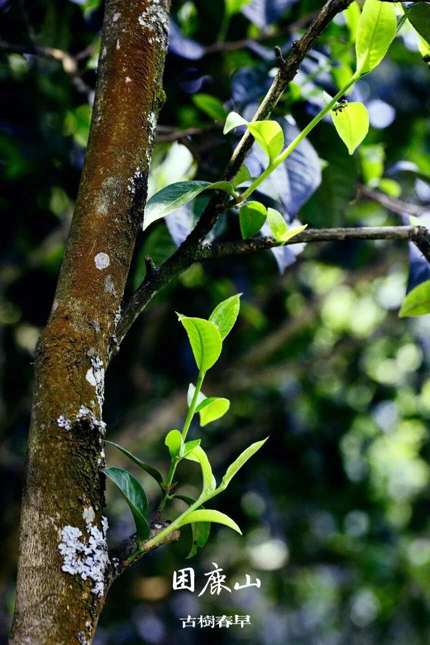 一座被遗忘的皇家贡茶茶山：困鹿山