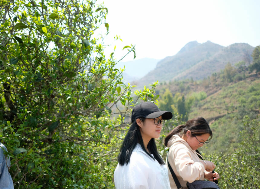 锅底塘梅子箐，堪比冰岛老寨的古树春茶！满口甜润，喉韵通透清凉