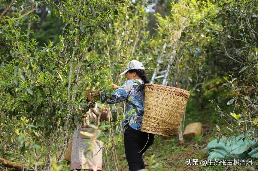 生长环境对普洱古树茶品质的影响，真的这么重要吗？