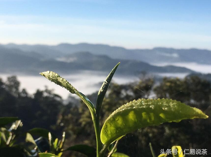 仁易说茶：普洱茶，一种实用的生活方式，简单提高生活质量的方法