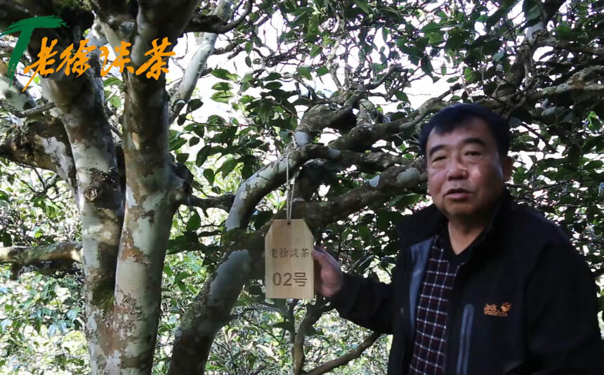 《老徐谈茶》特别节目：2019年古树单株春茶1-10号讲解——图文