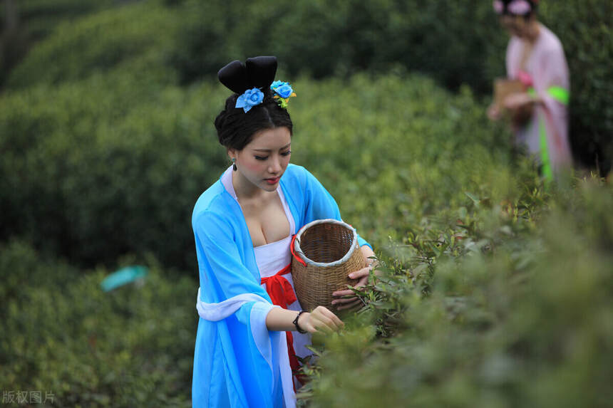 因茶施泡，看茶选水