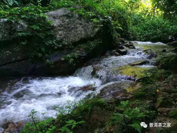 易武同庆河(铜箐河)，下一个普洱茶新贵？