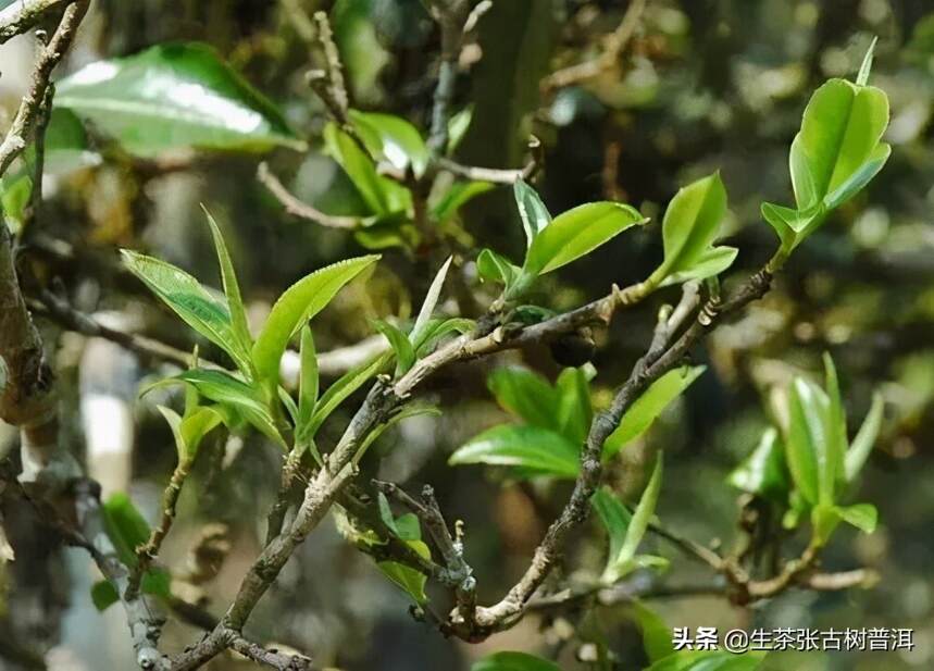 浅谈普洱茶产地｜了解各个产地的普洱茶特点，步入高手的行列