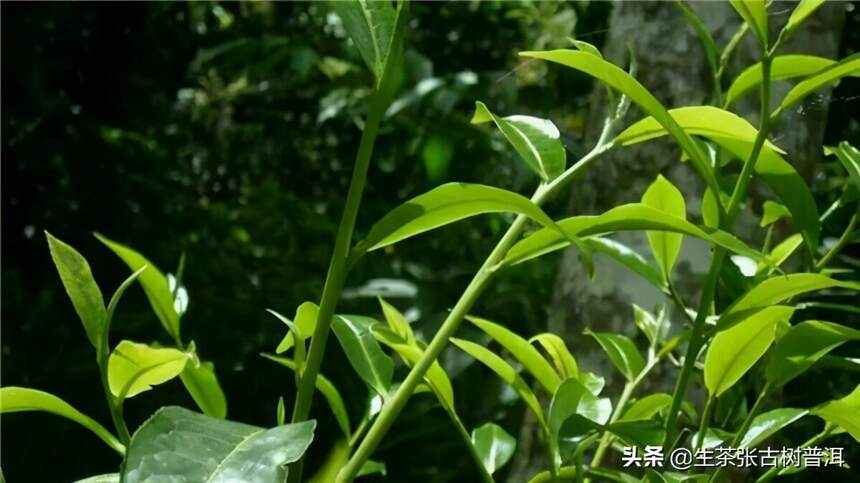 西双版纳勐海县有名的茶山，你知道有哪些吗？