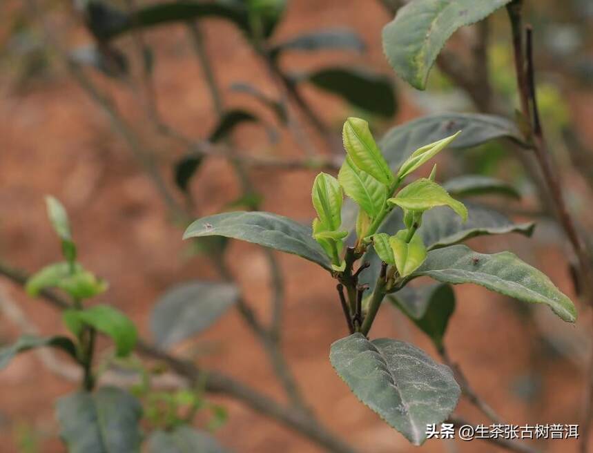 收藏普洱茶需要注意哪些？有什么特别的条件要求吗？