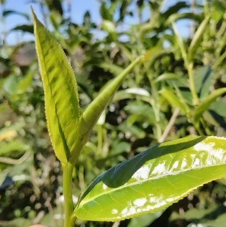 茶叶炒作有风险！普洱茶，别忘了血与泪的教训