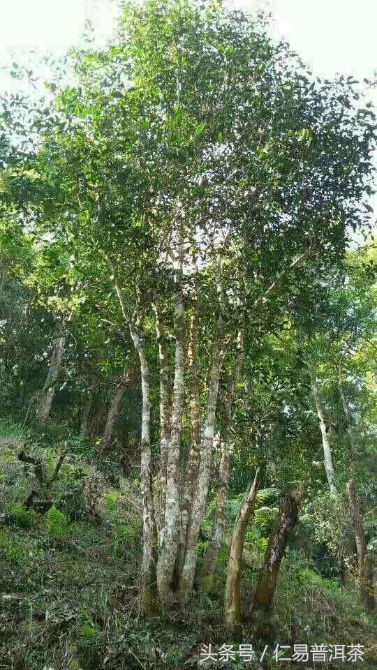 仁易说茶：假大师太多，普洱茶形辨很难，喝是重点