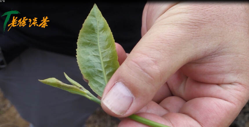 老徐谈茶 227：拔玛老寨是南糯山最好的茶？后期转化已经过检验