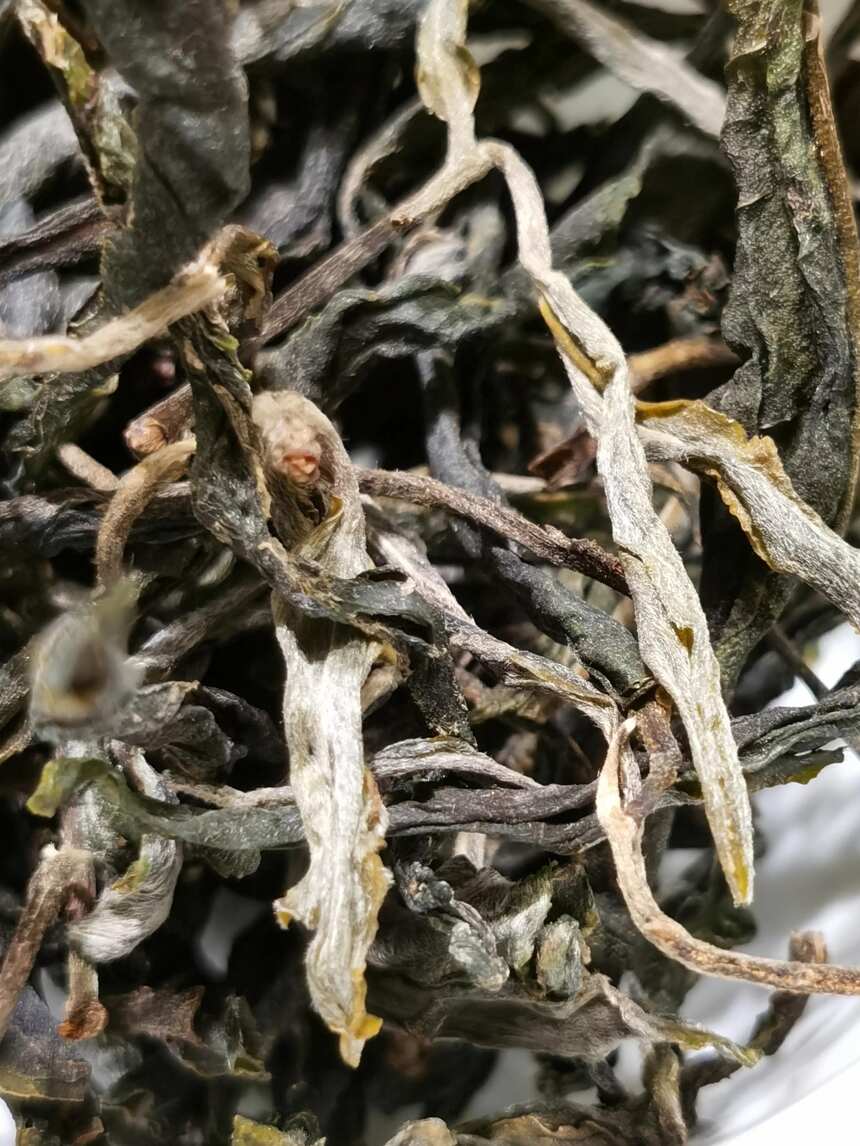 不是您想象的那番美好：“昔归”古茶春茶品鉴