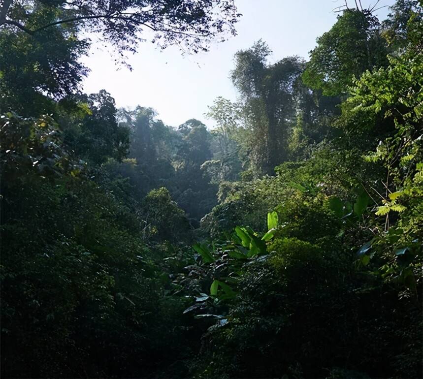 普洱古树茶为何如此珍贵？普洱茶古树口感有哪些突出特点？