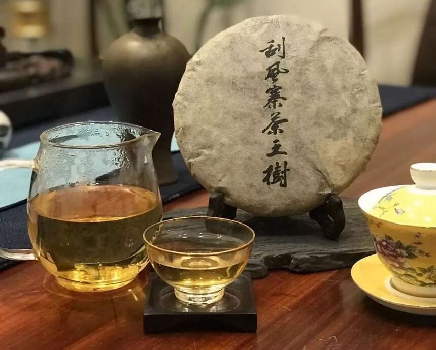 古树生普中的“皇后”——刮风寨茶王树