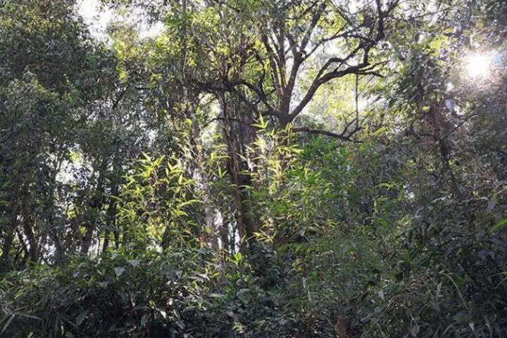 详解古六大茶山之革登古树茶的口感特点