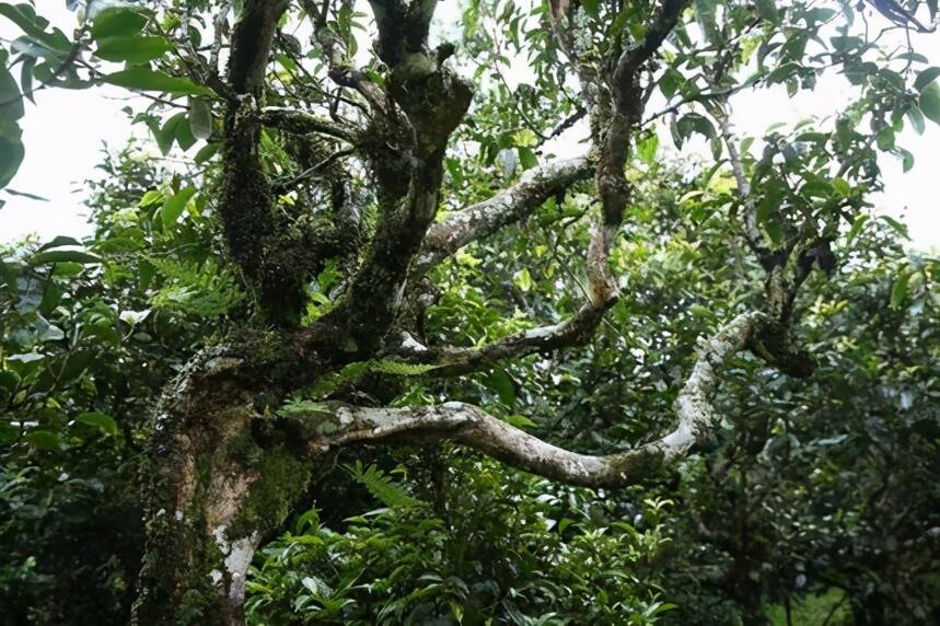 生茶张详解：易武茶区名茶！刮风寨、麻黑、落水洞等普洱茶