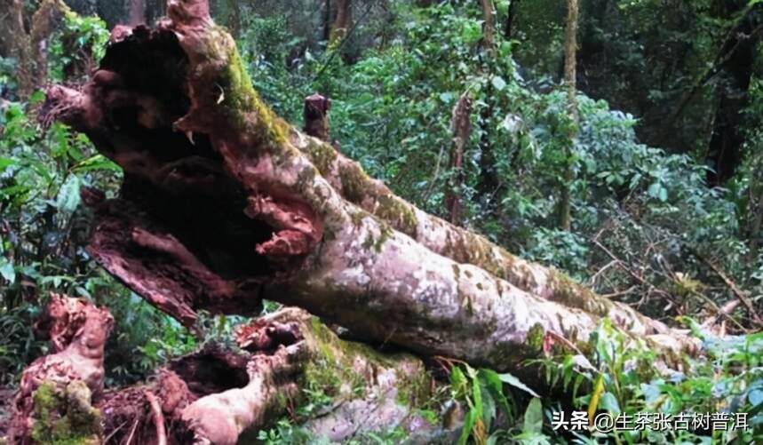 革登属易武茶区吗？革登古树茶分布情况、口感特点如何？好喝吗？