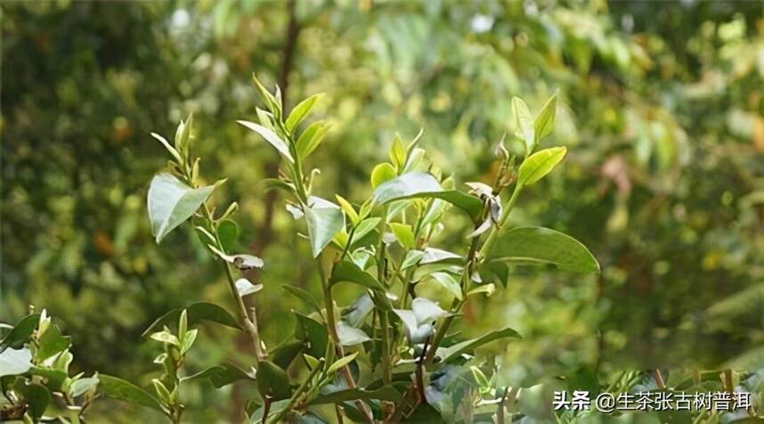 西双版纳勐海县有名的茶山，你知道有哪些吗？